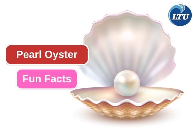 Beyond the Reef: Exploring Pearl Oyster Fun Facts